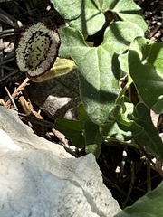 Aristolochia coryi