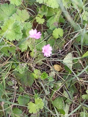 Geranium molle