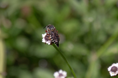 Coelioxys