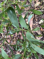 Acacia leiocalyx