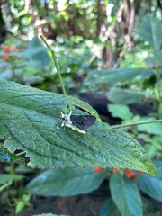 Entomophthora muscae