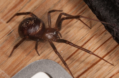 Steatoda
