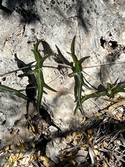 Passiflora tenuiloba