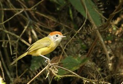 Hylophilus poicilotis