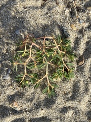 Euphorbia polygonifolia