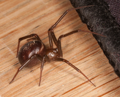 Steatoda