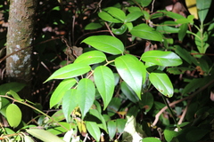 Leucothoe