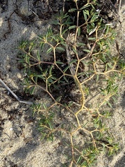 Euphorbia polygonifolia