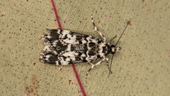 Scoparia exhibitalis