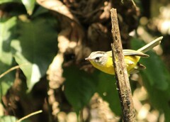 Basileuterus culicivorus