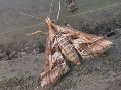 Diasemia accalis