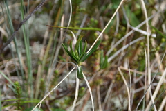 Kalmia microphylla occidentalis