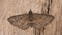 Pasiphilodes testulata