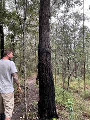 Eucalyptus siderophloia
