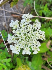 Daucus carota