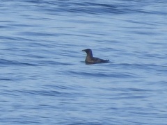 Cerorhinca monocerata