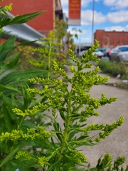 Solidago
