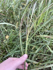 Sorghum halepense
