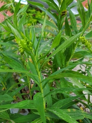 Solidago