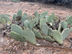 Opuntia aurea