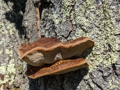 Postia pelliculosa