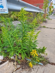 Solidago