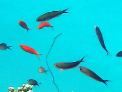 Pseudanthias squamipinnis