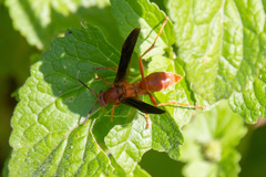 Polistes rubiginosus