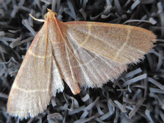 Hypsopygia glaucinalis