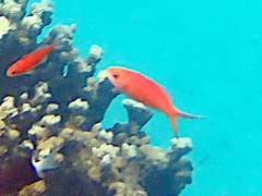 Pseudanthias squamipinnis