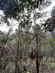 Lophostemon confertus