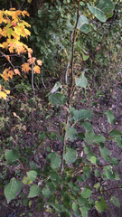 Populus