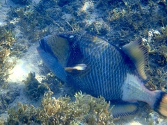 Balistoides viridescens