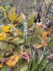 Spiranthes ochroleuca