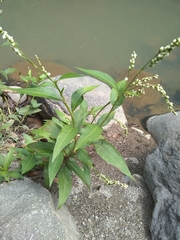 Persicaria punctata