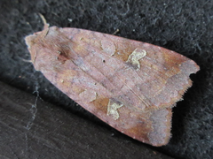 Diarsia canescens