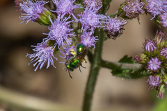 Augochlorella aurata