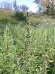 Artemisia biennis