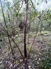 Lophostemon confertus