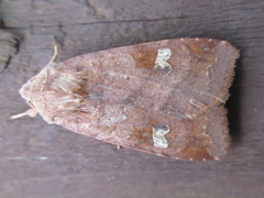 Diarsia canescens