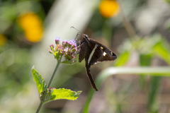 Chioides albofasciatus