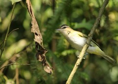 Vireo chivi