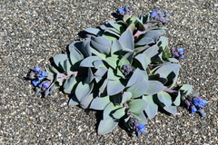 Mertensia maritima