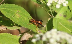 Polistes rubiginosus