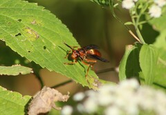 Polistes rubiginosus