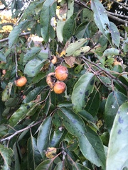 Diospyros virginiana