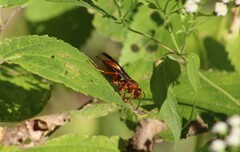 Polistes rubiginosus