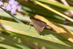 Euphyes vestris