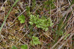 Coptis aspleniifolia
