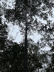 Lophostemon confertus